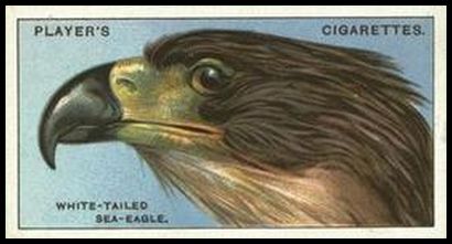 11 The White tailed Sea Eagle